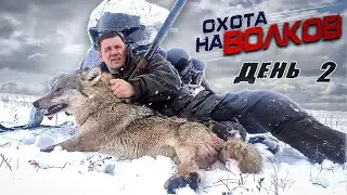 WOLF hunting. THE SHE-WOLF TOOK AWAY 50 km!