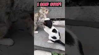 Playful Cats.. Miindii's Playmate 
