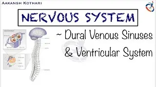 Dural Venous Sinuses & Ventricular System | Nervous System Anatomy by Aakansh Kothari