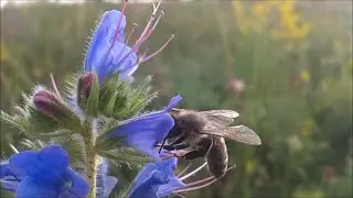 Земля моя родная, ей нет конца и края...