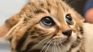 Смешные котики