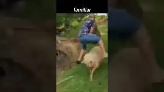 A Ram Charging at a Man
