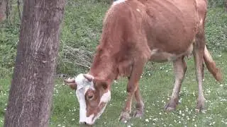MERA HAYVANCILIĞI NASIL YAPILIR ( PARA KAZANDIRIR MI )