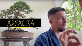 Юрий Кручин ‹ Аяуаска и отношения