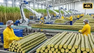 Sugar Refining Unleashed: Inside the High-Tech Process That Decolorizes the World's Sweetener