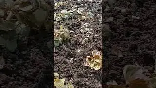 удобряем клубнику