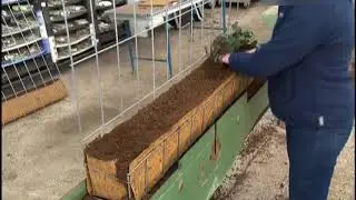 Живая изгородь (Как это работает)