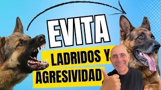 PASEA Con tu PERRO SIN LADRIDOS TIRONES ni PREOCUPACIONES