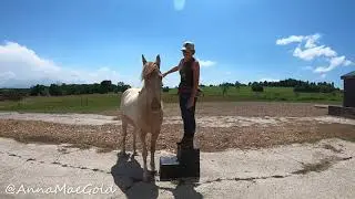 Bopping Rumi
