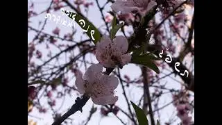 שנה טובה תשפ