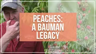 Peaches: A Bauman Legacy | Fresh Peaches at Bauman's Farm and Garden