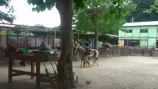 Enzo en el pony 2