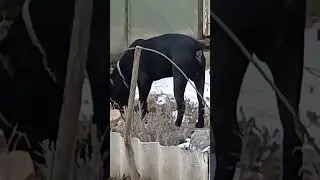 Дружба Петі та Стаффа. Friendship between Petya and Staff.#stafford #стафф #shortvideo #chickens