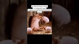 друг скидывает мем #друг#друзья#свиньи#животные#мем#мемы#ночь#приколы#свинарник#сарай#свинка#meme