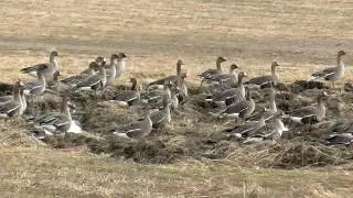 Олонец
