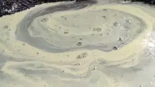 Пыльца!