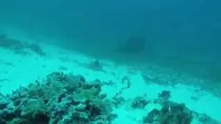 Amazing Apo Reef