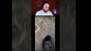 woodskiyded Не гоняйте с котиками