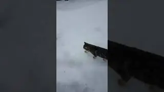My cat walking on snow very funny 