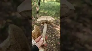 Грибалка🍄‍🟫Помогите!😅