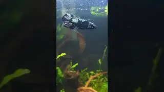 12 gallon Fluval Edge rebuilt from scratch
