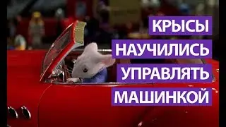 Крыс научили кататься на игрушечных машинках