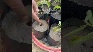 بذور موجودة بكل بيت ازرع منها افضل شجرة ثمارها مفيدة دائمة الخضرة للزينة للظل ولا تحتاج أي عناية
