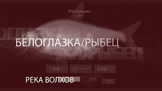 Русская рыбалка 4! Russian Fishing 4! Река Волхов - Белоглазка/Рыбец