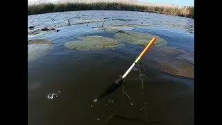 ЗВЕРСКИЙ КЛЕВ КАРАСЯ /КАРАСЬ НА ПОПЛАВОЧНУЮ УДОЧКУ