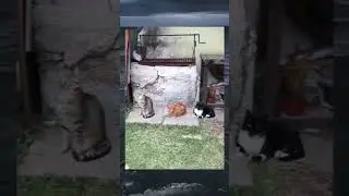 Три кота: Зевотный марафон! #shorts