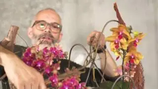 Мастер-класс с орхидеями. Орхидариум своими руками. Клаус Вагенер