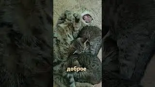 Доброе воскресное 🫶
