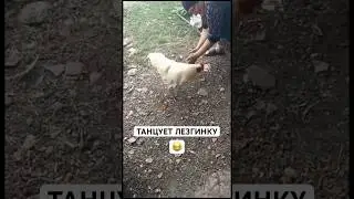 Петуха научили танцевать лезгинку в горах Дагестана 😁