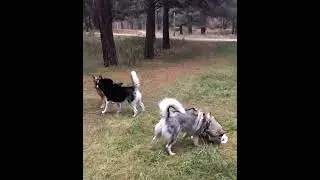 #Маламут#Хаски#Овчарка