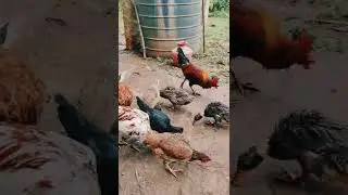 In The Farm !!! #animals #shorts