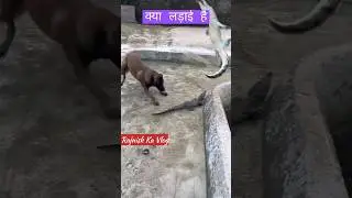 क्या लड़ाई है Dog vs Crocodile || What A Fight || 😍😱🔥