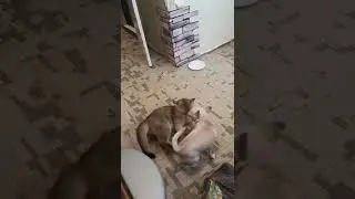 Золотая шиншилла и чихуахуа