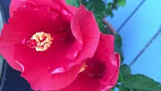 Good morning, floral time lapse.