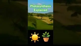 ☀️🪴 What is Photosynthesis? Photosynthesis Explained! Describe Photosynthesis 