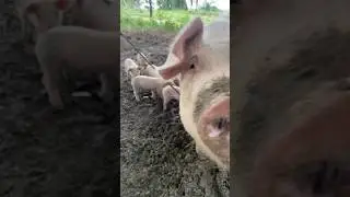 Cerda Recién Parida Con Sus 12 Lechones 🐷❤️ #shortsvideo #pigs