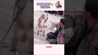 Funny Monkey 🐒 #ask2abi #funnyvideos #trendingshorts #lol #viral #shortsfeed #fun #animals #funny