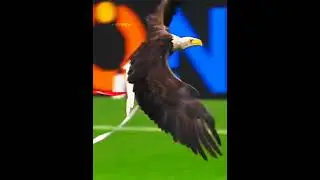 Animals Moments in Football ⚽ #football #Shorts #CodingZakir