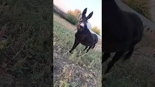 Ослица смеется во весь рот