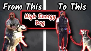 How To Calm A High Energy Dog... HUSKY