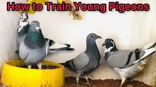Racing Pigeons Training in Pakistan | Kalapati | Racer Pigeon Training