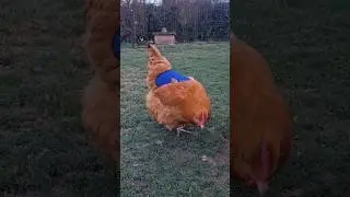 It's time for us to fit the chicken saddles!