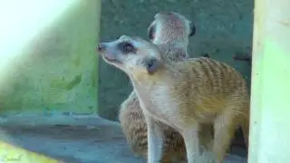 сурукаты