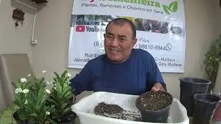 como fazer a muda da mine coroa de cristo