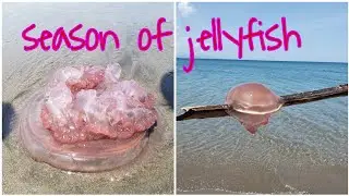 season of jellyfish 😱😱 #jellyfish #seacreatures #wow