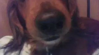 Emo dog growlz!